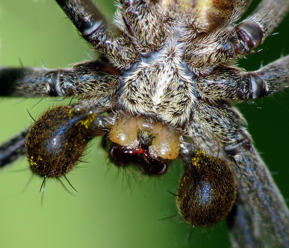 Pisaura sp.